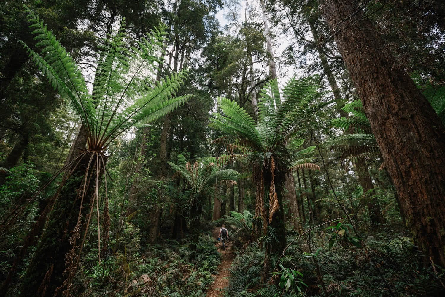 henry brydon, tarkine, rainforest, world heritage protection, save the tarkine, ferns, green, gondwana