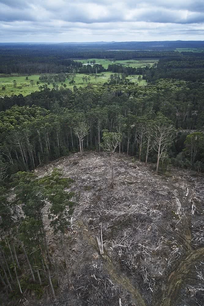 Photo by M. Schaefer, forest, clearfell, Tarkine, Tasmania, save the tarkine, patagonia, world heritage protection