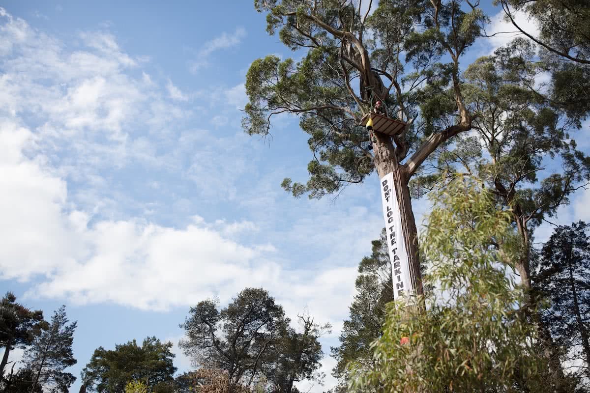 Photo by K Wright, forest, clearfell, Tarkine, Tasmania, save the tarkine, patagonia, world heritage protection