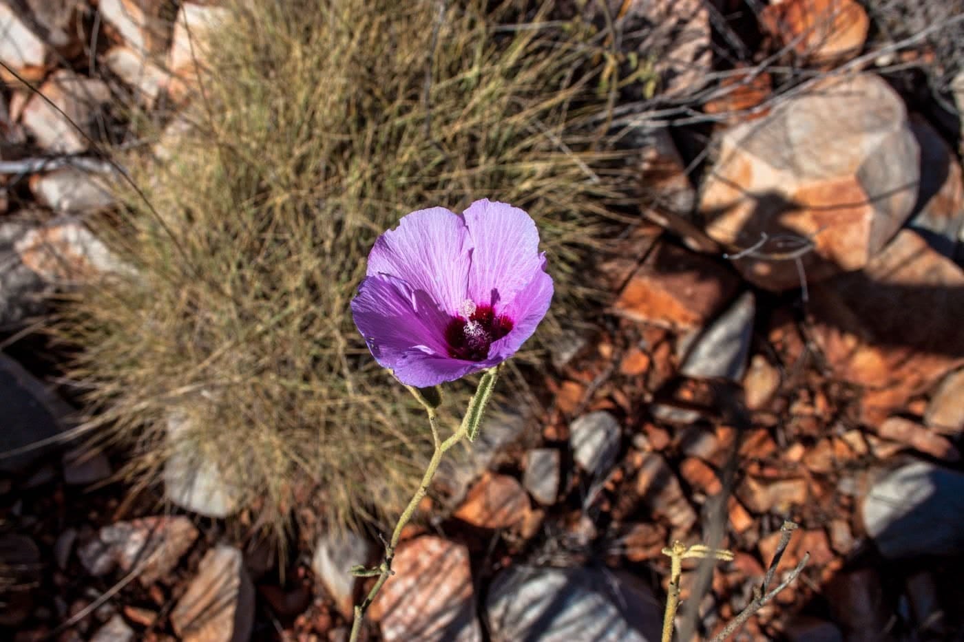 Plastic Free Hiking, Caitlin Weatherstone, pink, flower, grass