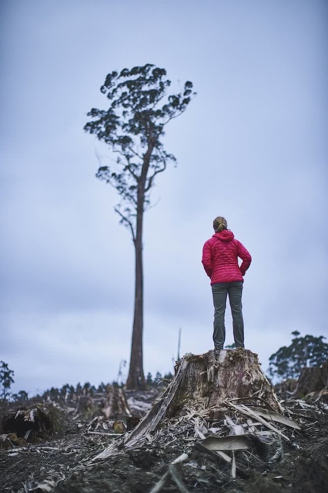 Tarkine, Tasmania, Patagonia, takayna