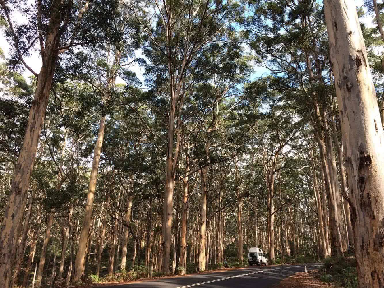Troopy Travels // Chasing Sunsets From Byron Bay To The Ningaloo Reef, Alice Forrest, Karri Forest WA, photo by Angie Barrack, trees, road, van, corner