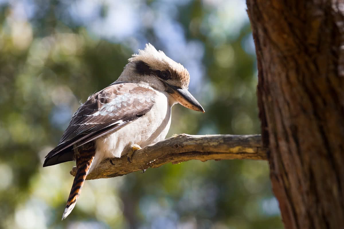 The Bare Beauty Of Bald Rock National Park (NSW) // Photo Essay, Liam Hardy, kookaburra, bird, wildlife, perched, branch