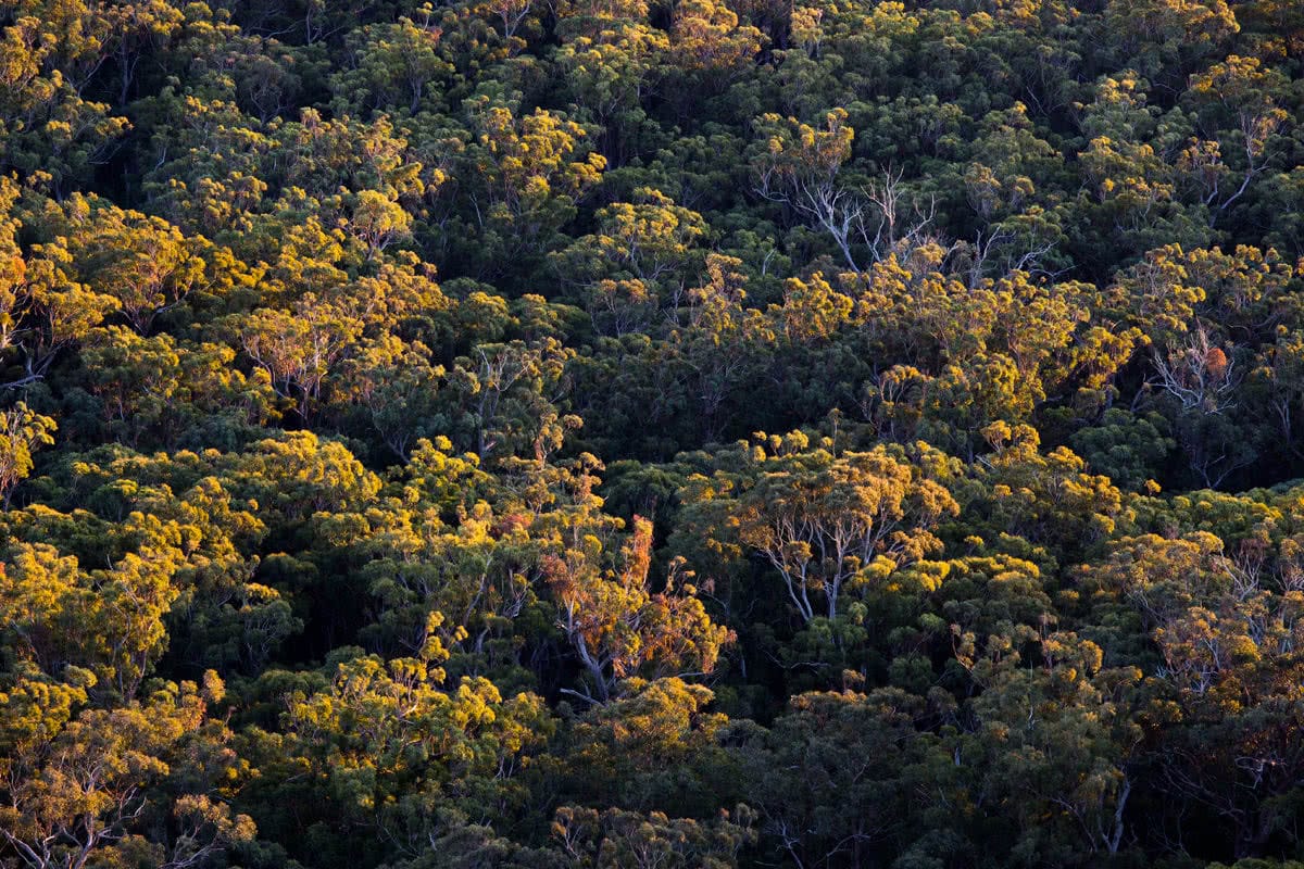 The Bare Beauty Of Bald Rock National Park (NSW) // Photo Essay, Liam Hardy, forest, trees, dense, Bald Rock campground, treetops, overhead, aerial