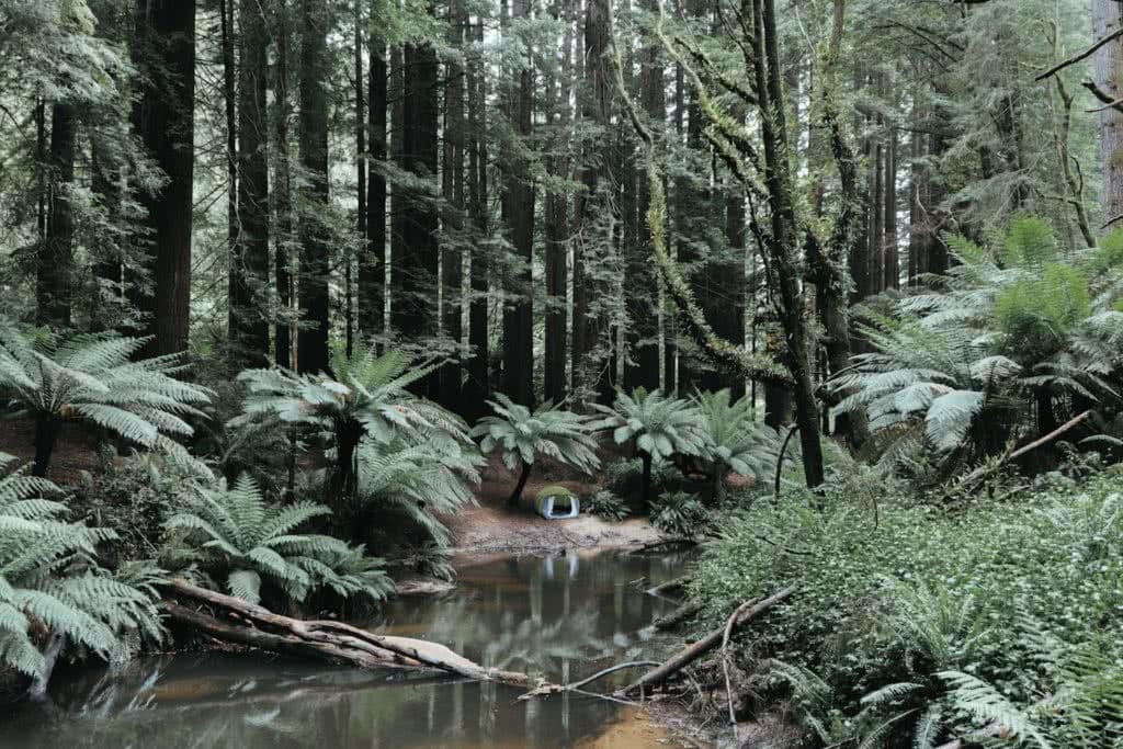 Top 5 tips for a quiet campsite Mattie Gould Ain Raadik tent rainforest creek