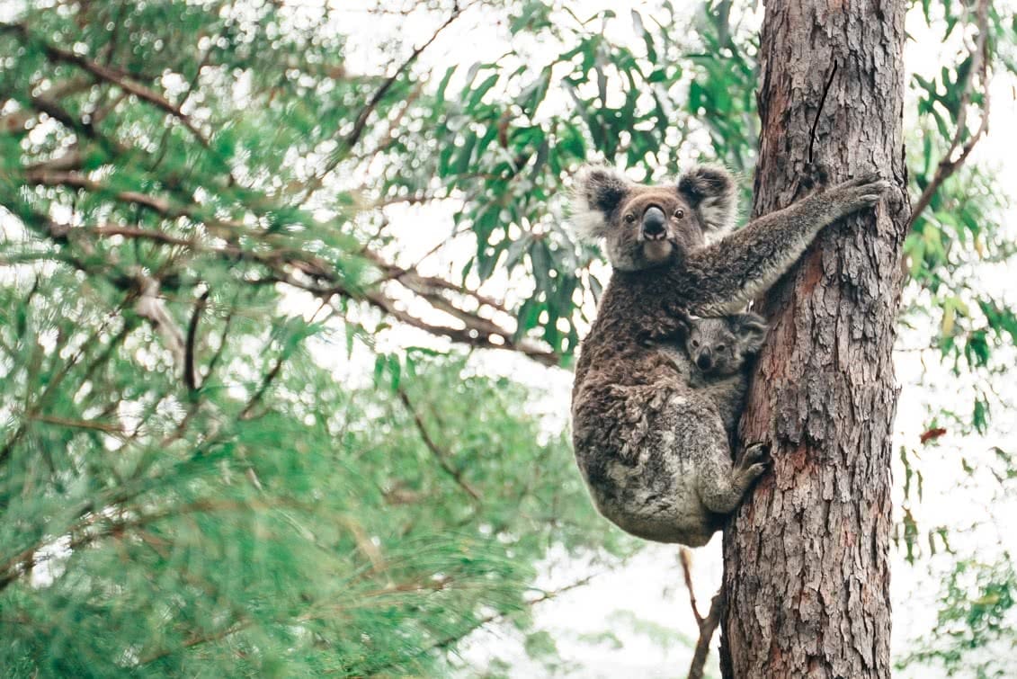 Koala spotting Henry Brydon