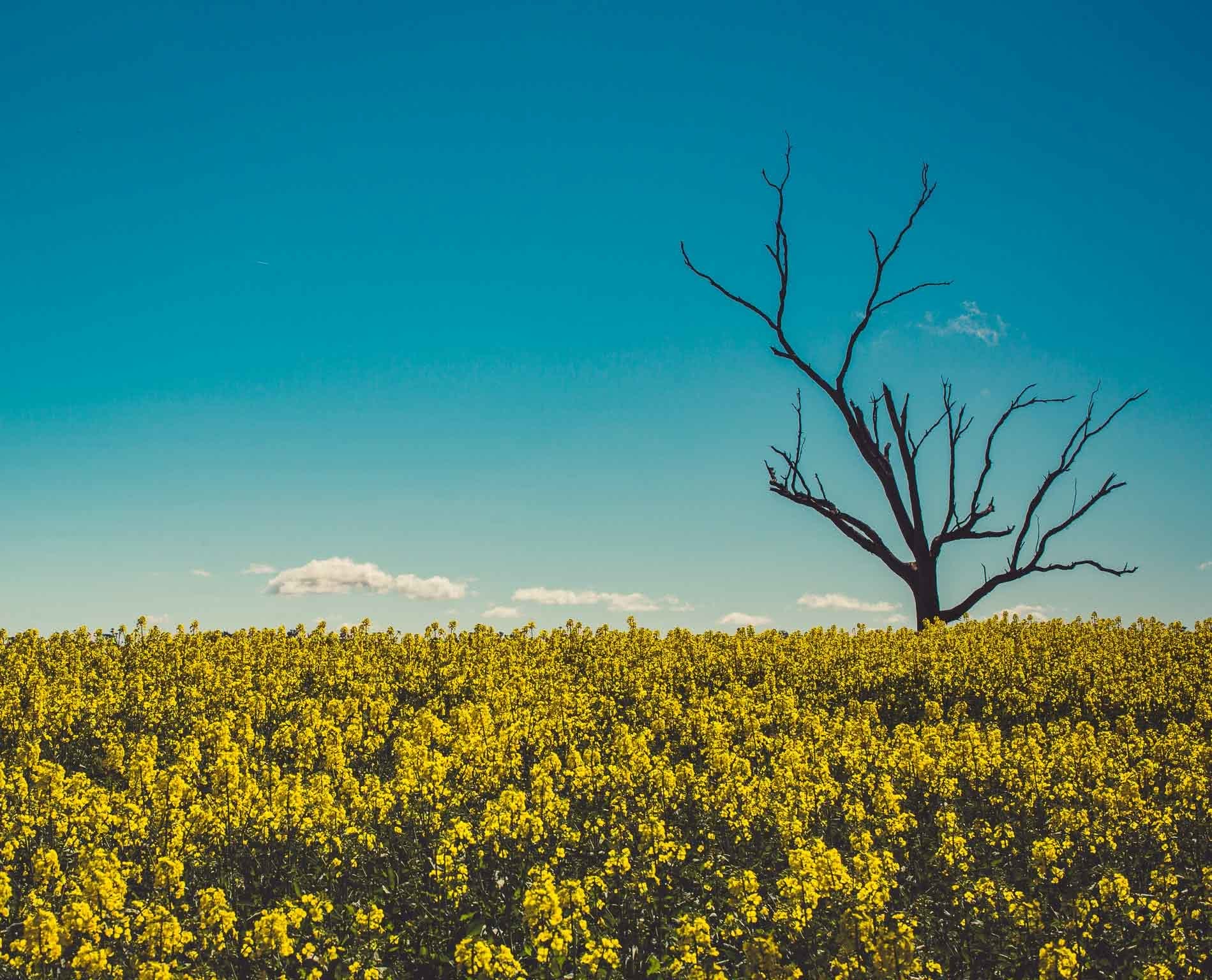 Cootamundra's Canola Fields & The Sugar Pine Forest (NSW), Alfonso Calero, Riverina, NSW, canola flowers, dead tree