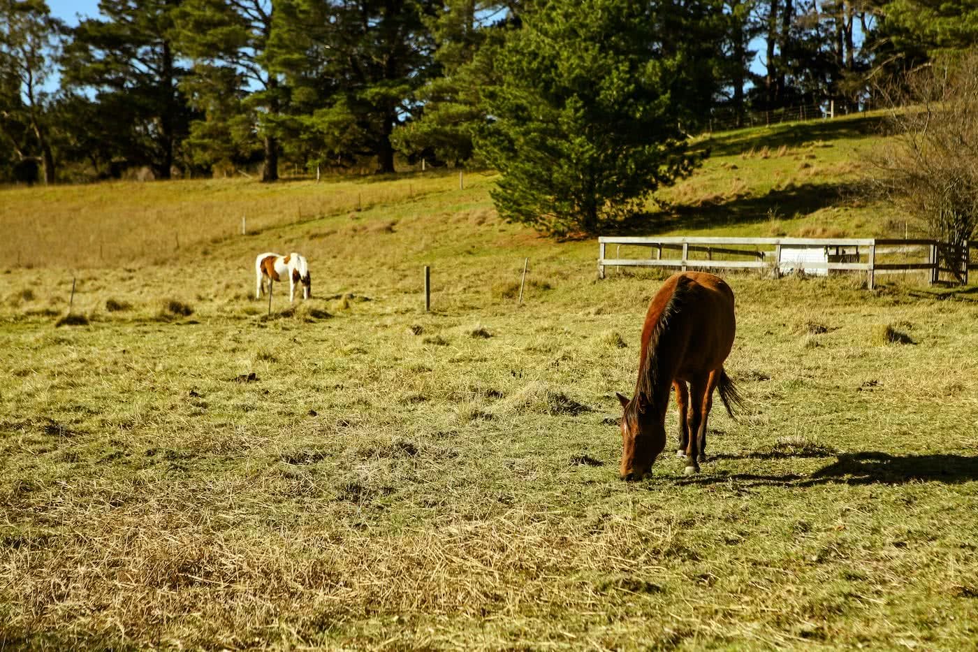 Two Wheels And A Teepee // Glamping & Cycling In Bowral (NSW), Karl Reynolds, horse, animal, field, grazing