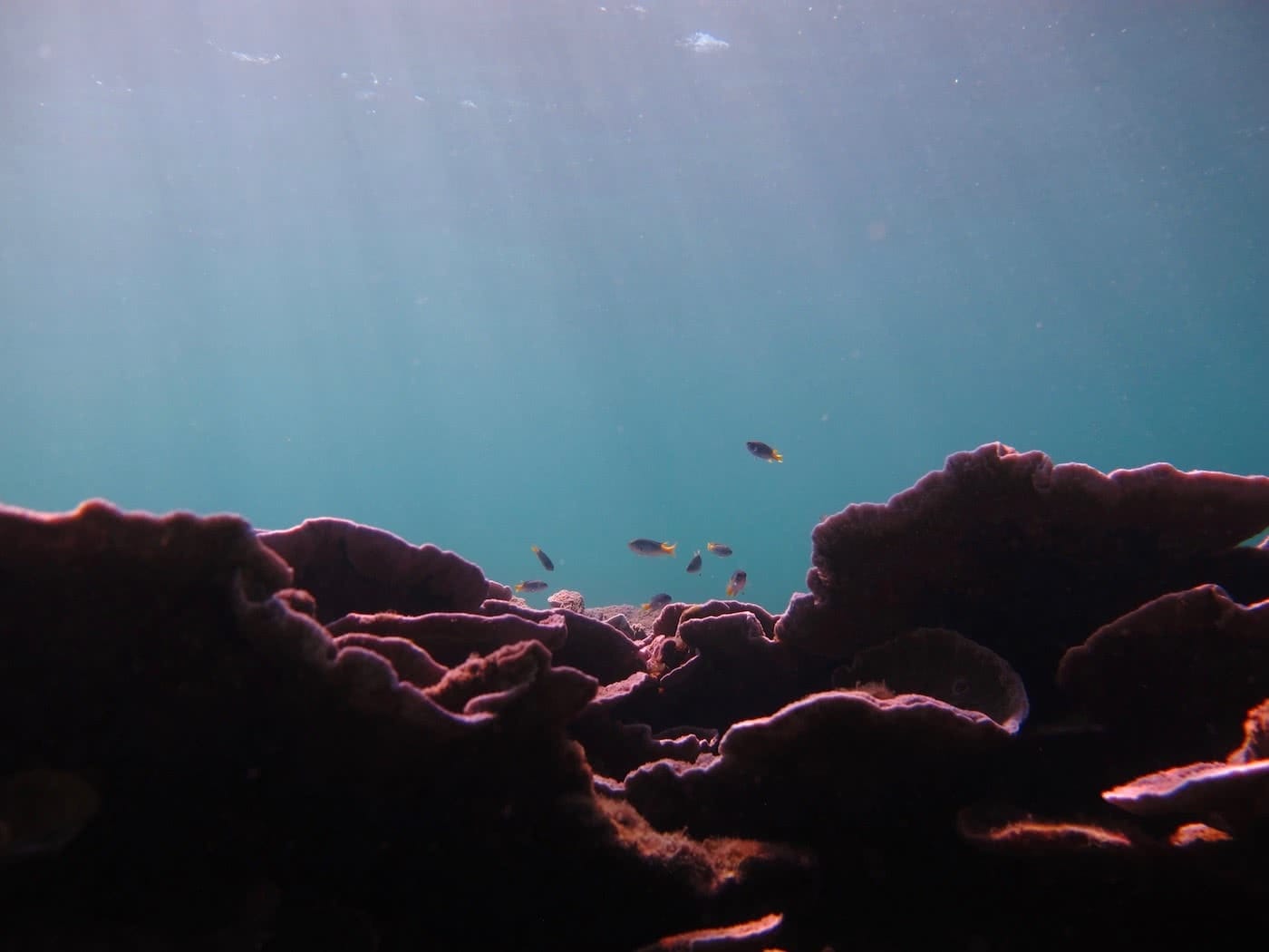 Tropical Trail Running // Yunbenun - Magnetic Island (QLD), Rowan Beggs-French, fish, coral, sunlight, underwater, barrier reef