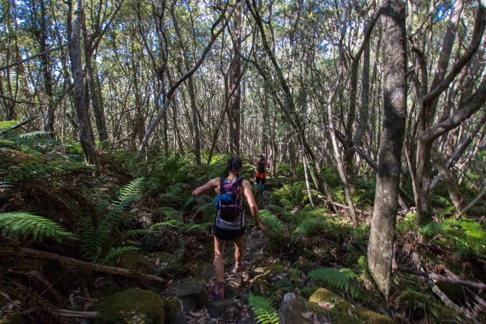 The Hidden Benefits Of Trail Running, photo by Chris Ord, Tasmania, tour, rainforest, trail running