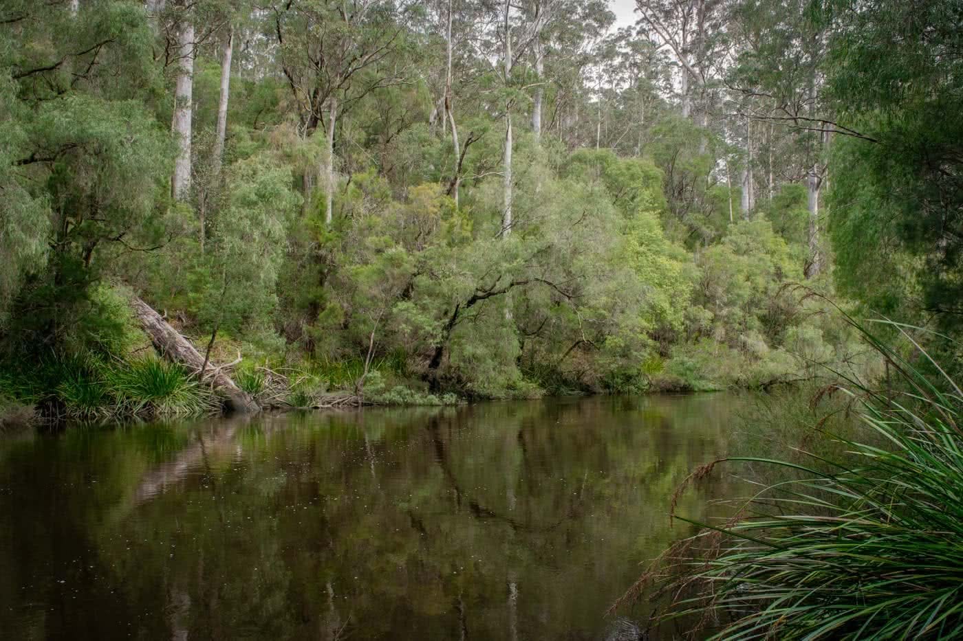 Tree Climbing And Wild Swimming - The Warren River NP // Pemberton (WA), Mark Pybus, still water, river