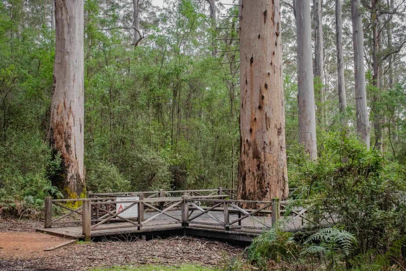 Tree Climbing And Wild Swimming - The Warren River NP // Pemberton (WA), Mark Pybus, boardwalk, forest