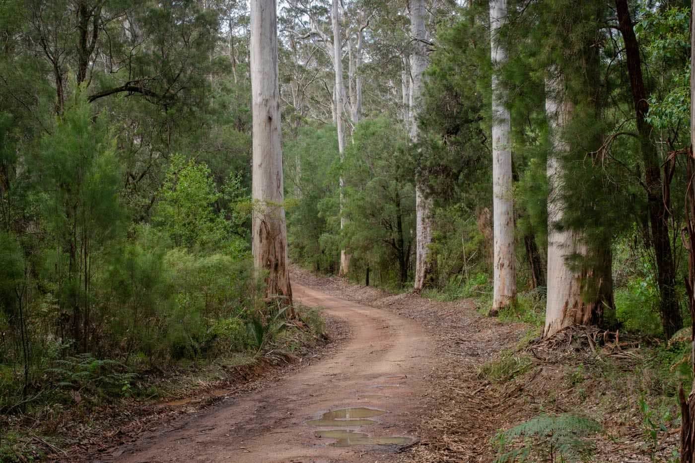 Tree Climbing And Wild Swimming - The Warren River NP // Pemberton (WA), Mark Pybus, fire trail, woods, path, track, bend, corner