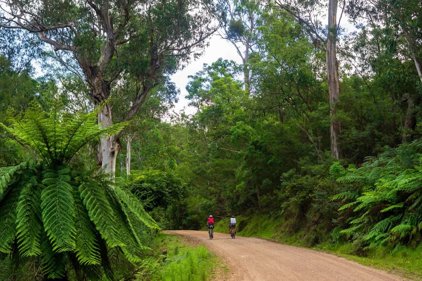 Bikepacking Canberra To Batemans Bay, Matti Gould, dirt road, bikes cycling, forest