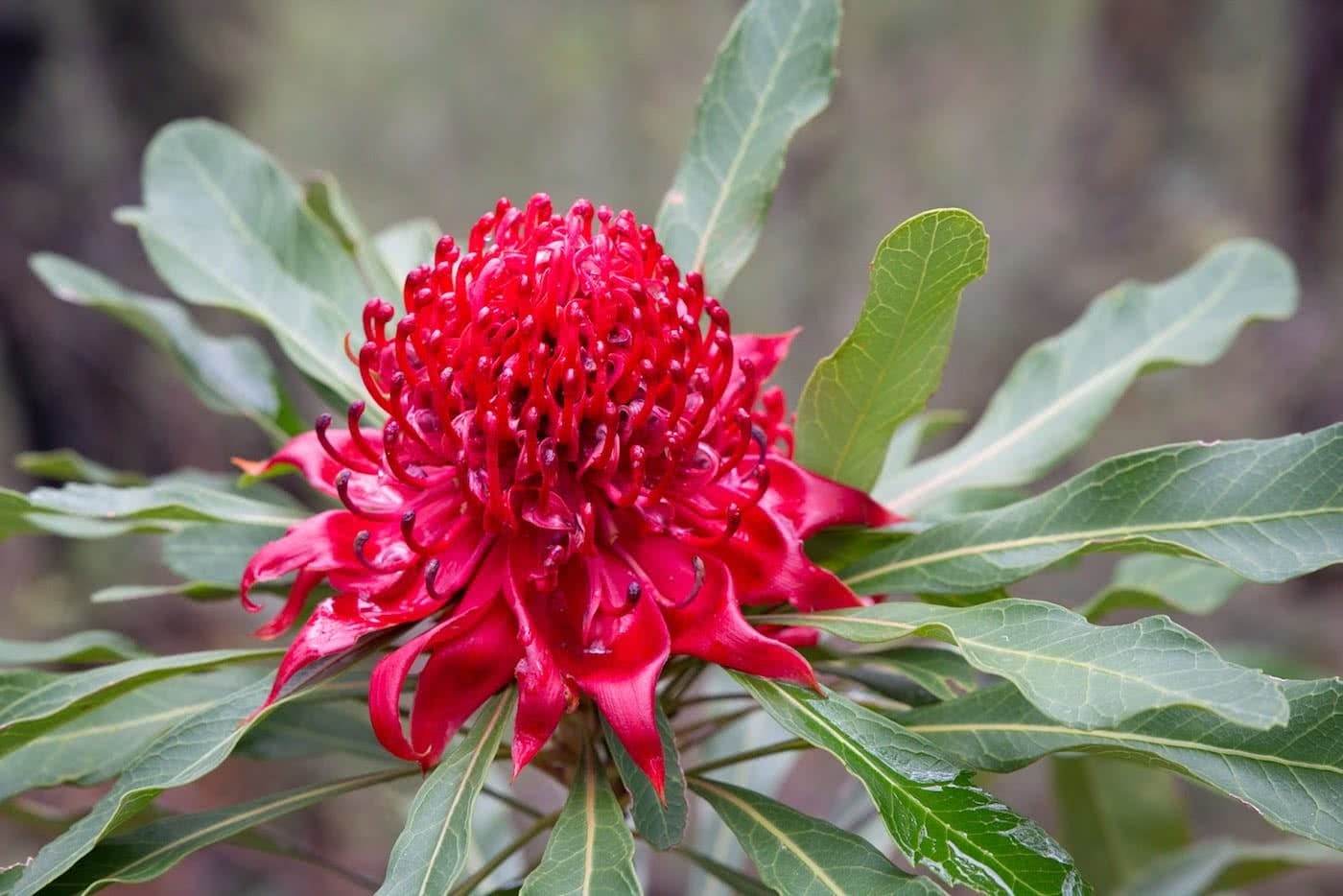 An Explorer's Guide To Wildflowers In The Blue Mountains, Rachel Dimond, waratah, flower