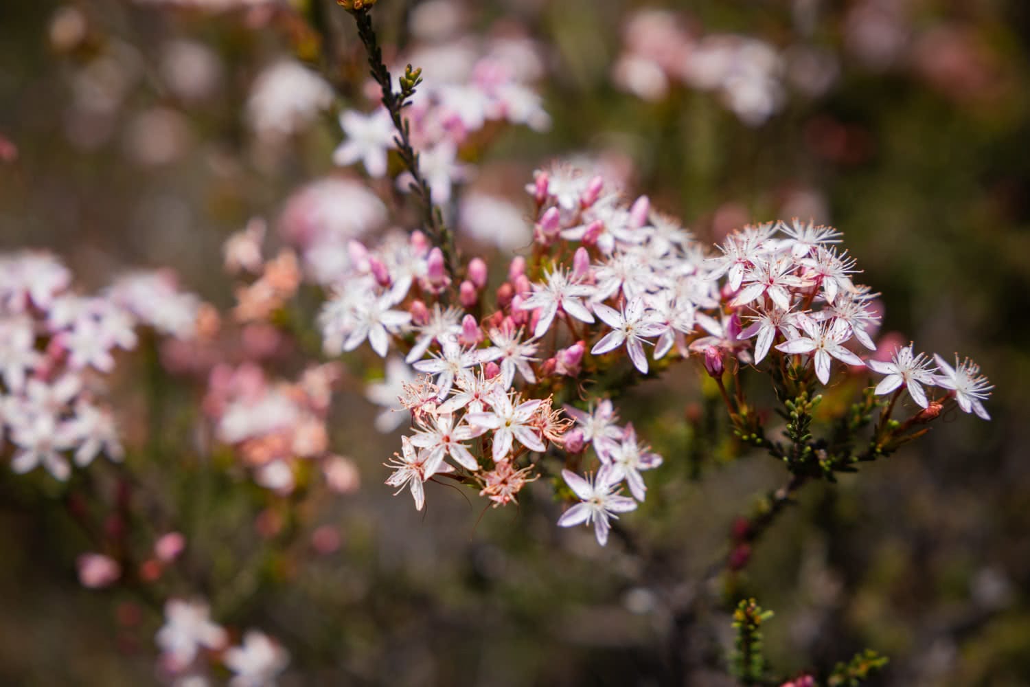 An Explorer's Guide To Wildflowers In The Blue Mountains, Rachel Dimond, Blue Mountains Flowers