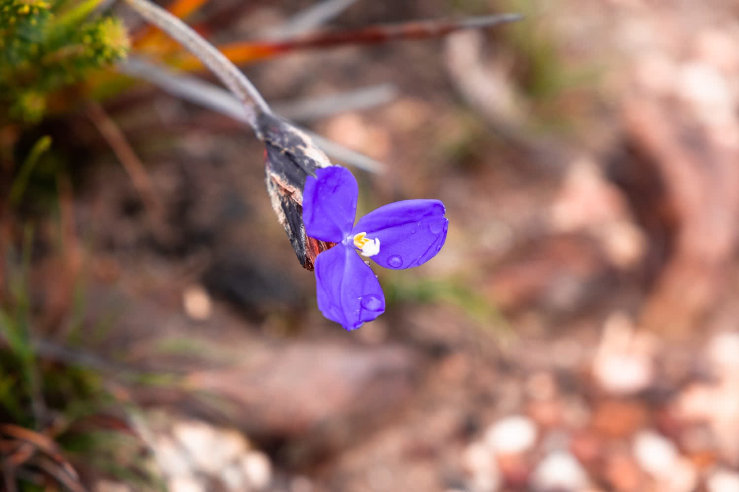 An Explorer's Guide To Wildflowers In The Blue Mountains, Rachel Dimond, Blue Mountains Flowers