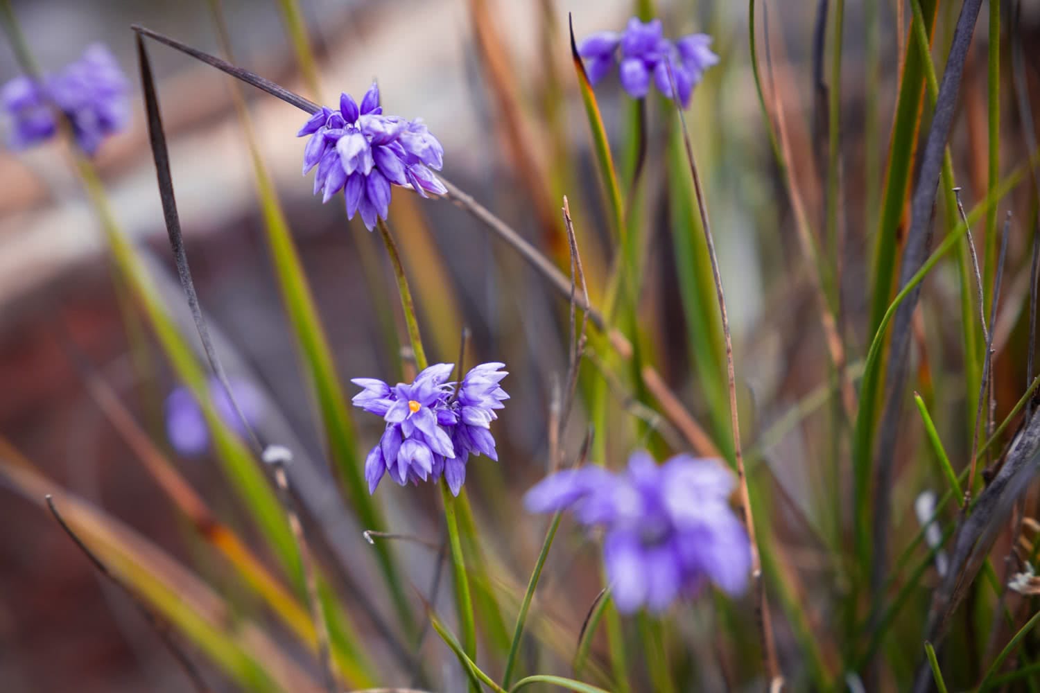 An Explorer's Guide To Wildflowers In The Blue Mountains, Rachel Dimond, Blue Mountains Flowers