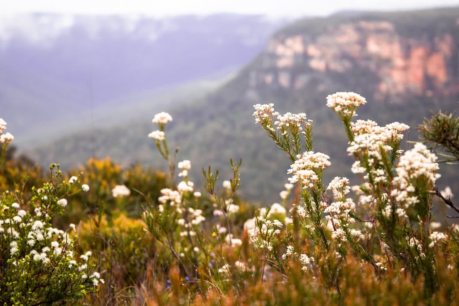 An Explorer's Guide To Wildflowers In The Blue Mountains, Rachel Dimond, Blue Mountains Flowers