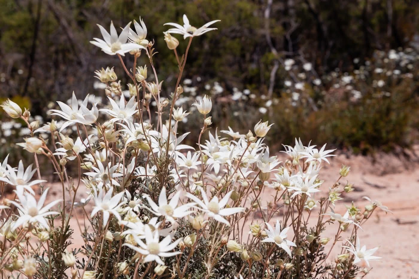 An Explorer's Guide To Wildflowers In The Blue Mountains, Rachel Dimond, flannel flower
