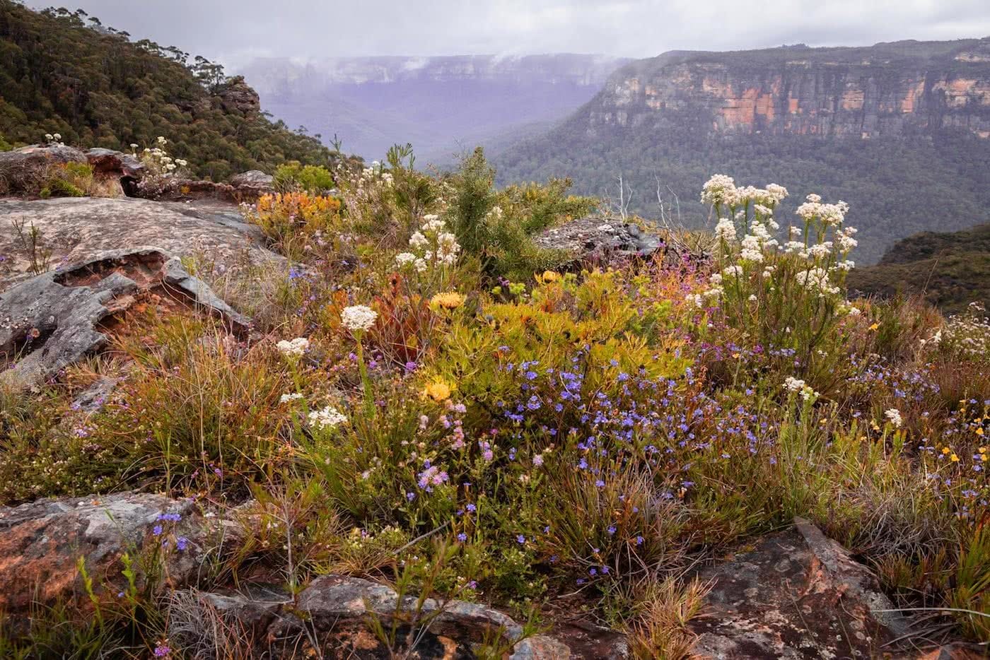 An Explorer's Guide To Wildflowers In The Blue Mountains, Rachel Dimond, Blue Mountains Flowers