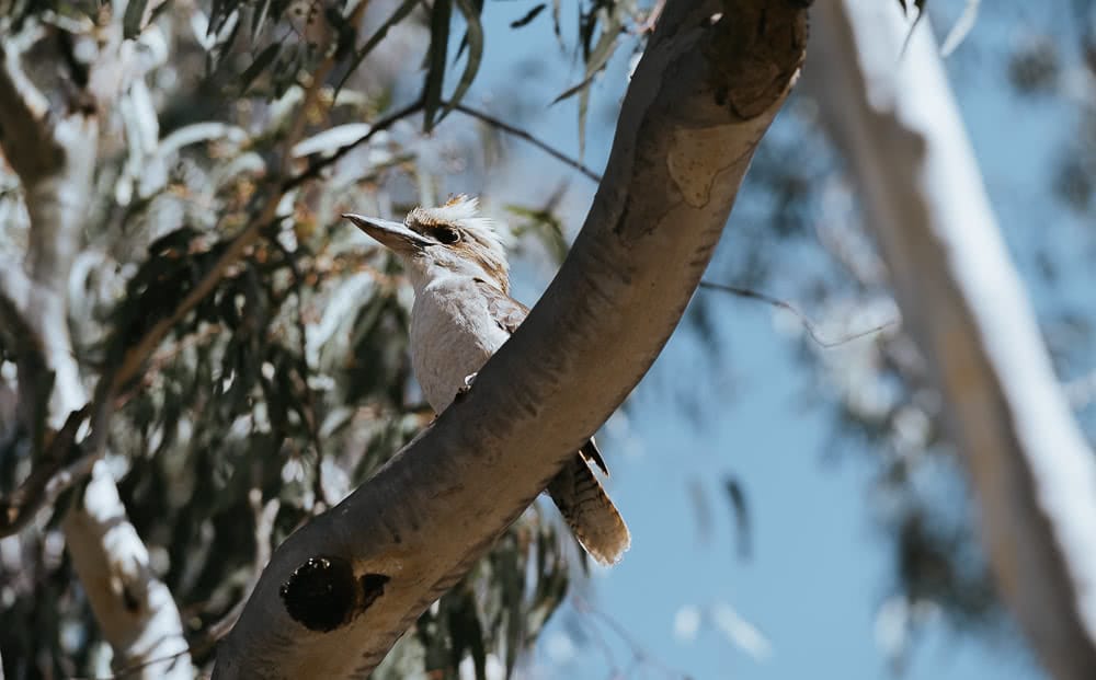 Deniliquin Should Be Your Next Weekend On The River, photo by Ain Raadik, deniliquin, nsw, visit deni, kookaburra