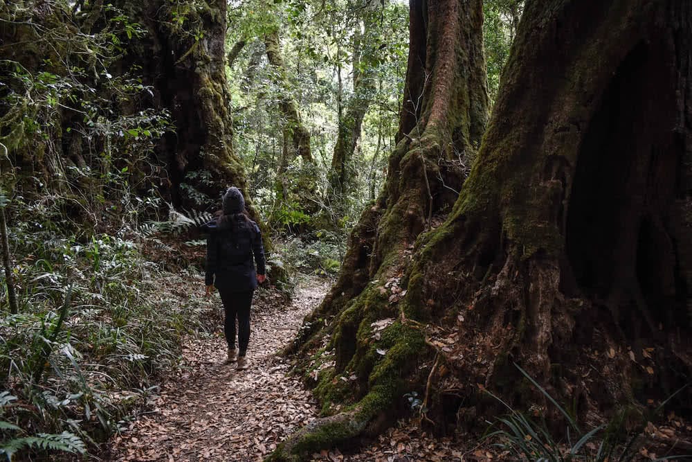 The 21 Best Brisbane Based Outdoor Adventures & Day Trips, Photo by Lisa Owen, antarctic beech trees, hike
