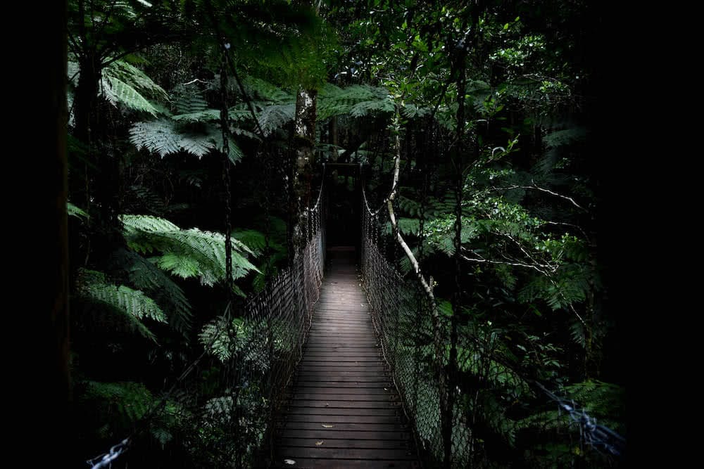 The 21 Best Brisbane Based Outdoor Adventures & Day Trips, Photo by Lisa Owen, lamington national park, rainforest, queensland