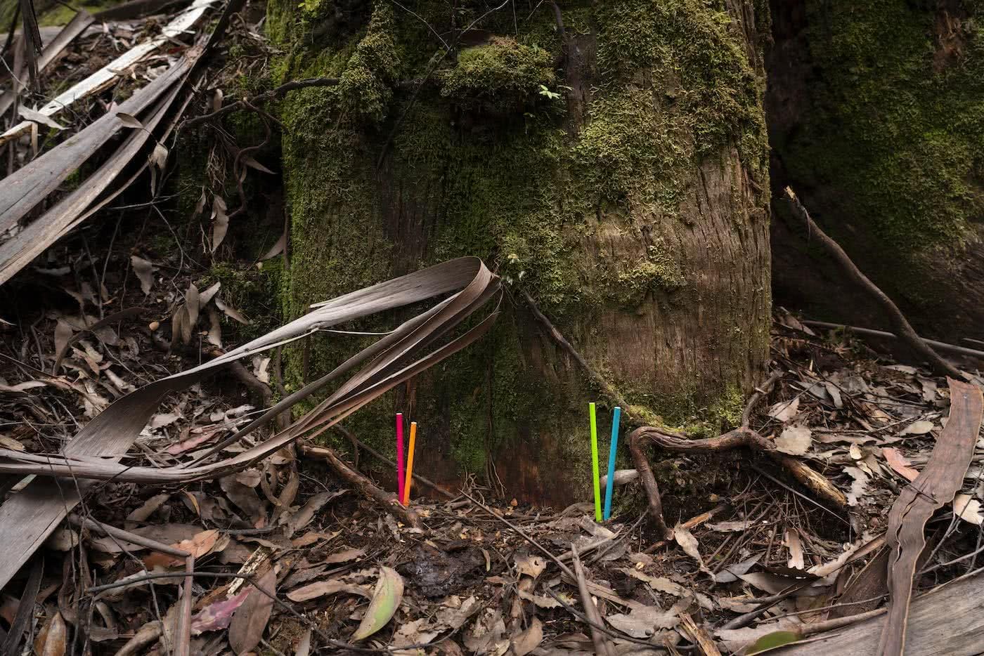 Australia's Tallest Tree Joins the 100m Club Mattie Gould TheTreeProjects-Centurion-WEB-SPP08686