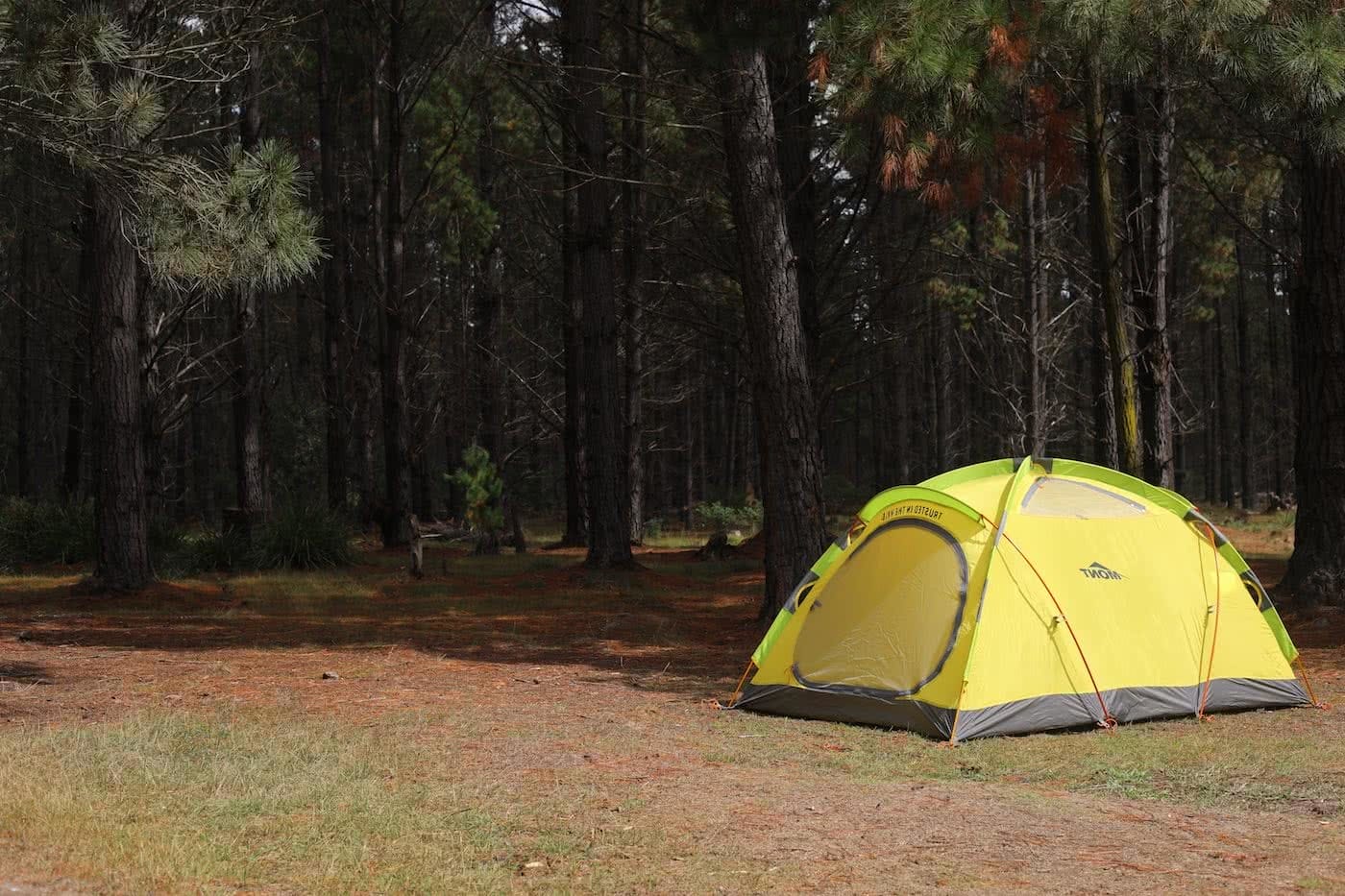 Plain and Simple // Belanglo State Forest (NSW) Nicholas Di Genni photo by @mattiejgould forest, pine trees