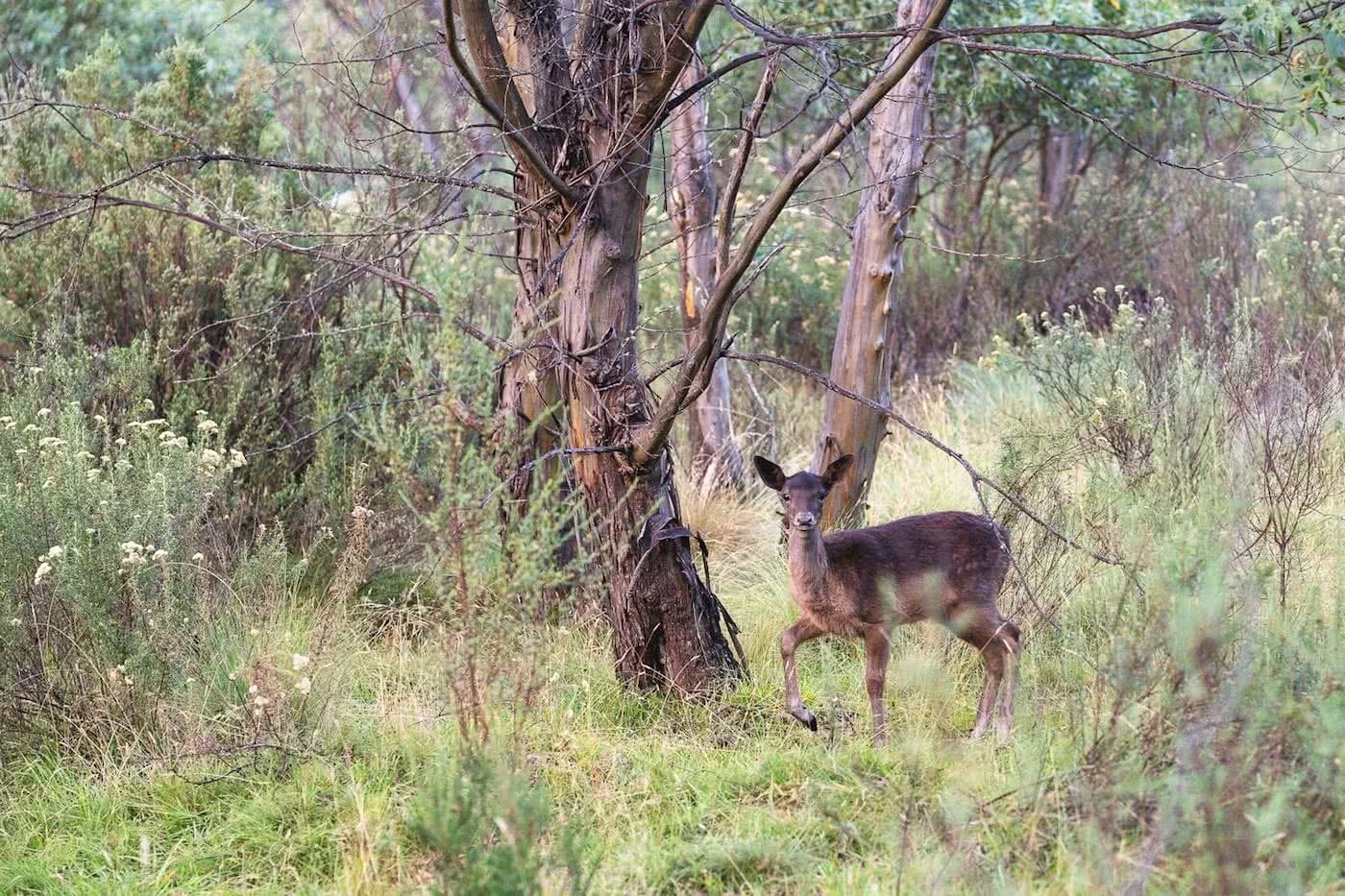 The Mountains Are Calling // Thredbo (NSW) Jon Harris deer, thredbo diggings