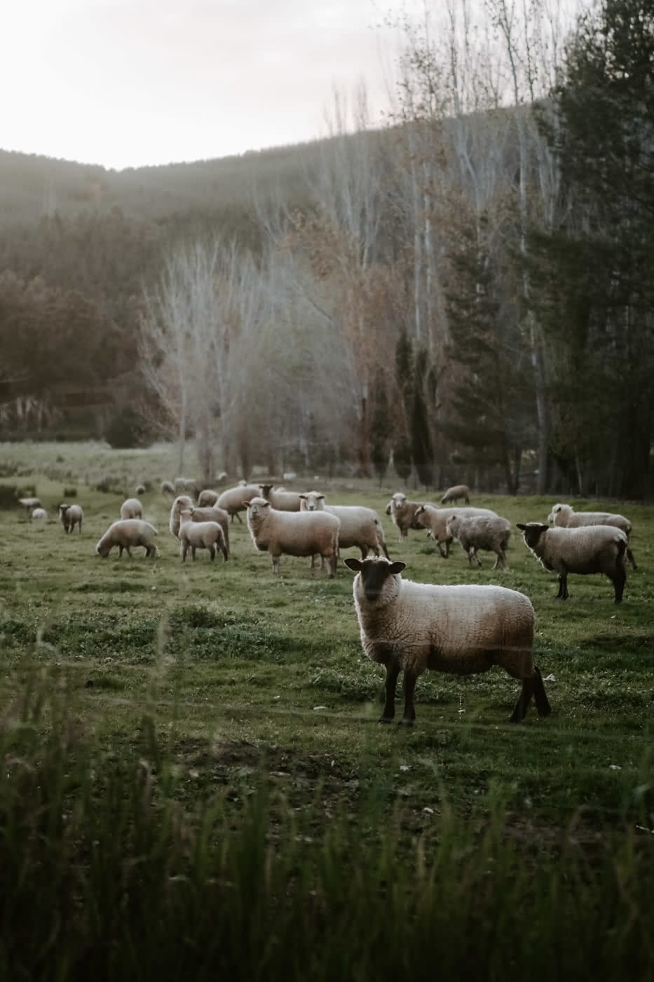 9 Stunning Natural Wonders To Visit In South Western Australia, Balingup-Nannup Roady, photo by Cedric Tang, south western australia, coast, beach