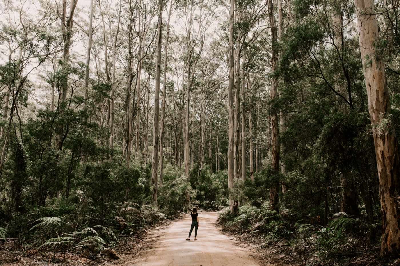 9 Stunning Natural Wonders To Visit In South Western Australia, Boranup, photo by Cedric Tang, south western australia, coast, beach