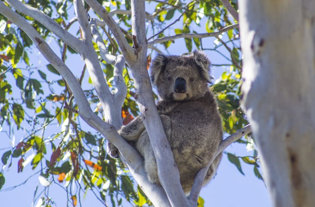 The Great Koala National Park Plans To Link Protected Areas With State Forest To Protect Koalas, Koala near Bellingen, Photo by Lincoln Head, NSW, logging, animal