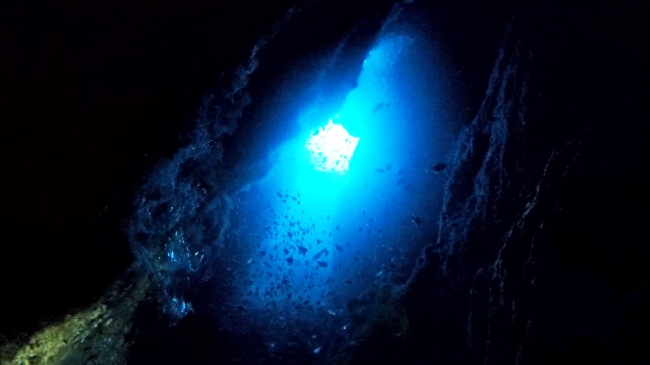 Diving with Sharks! No cage, No worries - Grant Purcell, underwater, scuba, cave
