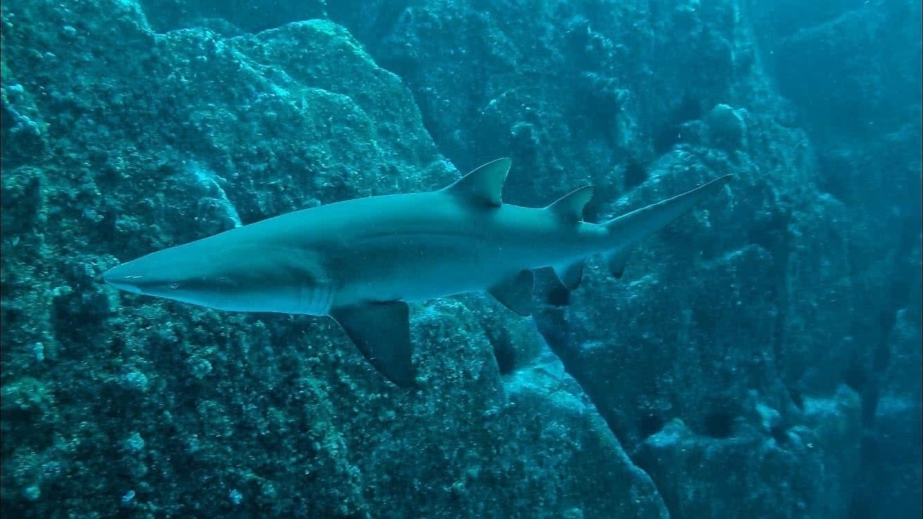 Diving with Sharks! No cage, No worries - Grant Purcell, underwater, scuba, shark, grey nurse shark