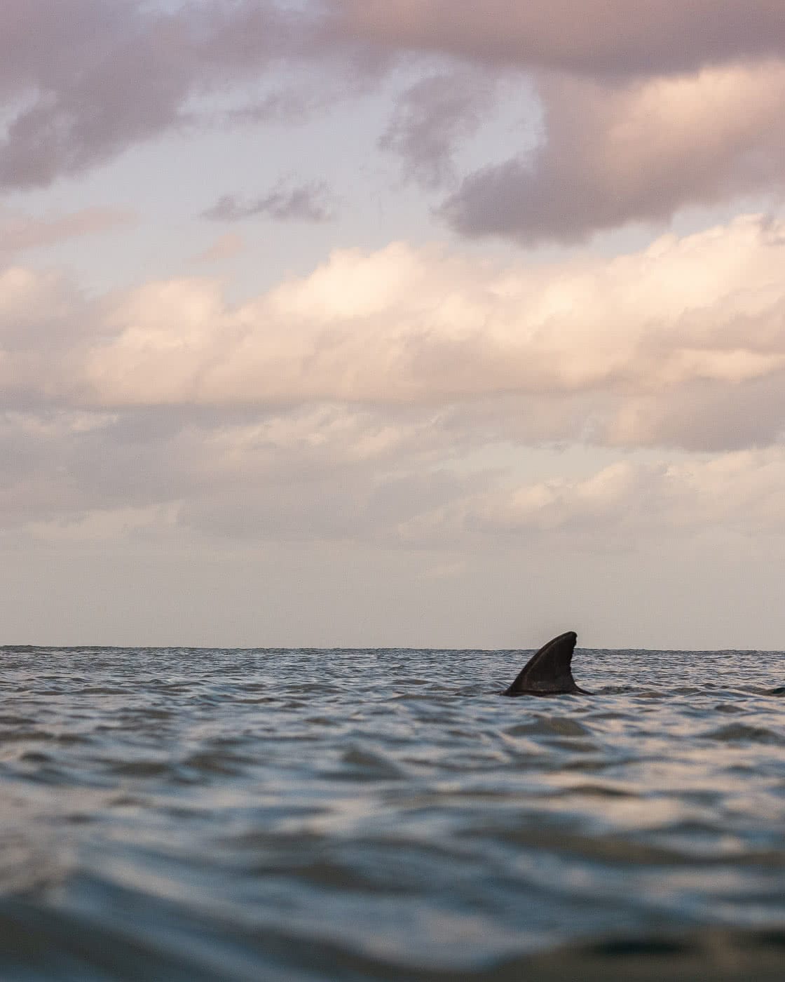 Bondi Sunrise – Early Morning Dispatches From The Break, photo by Matt Pearce, bondi, sunrise, ocean, surf, golden, water photography, dolphin, animal