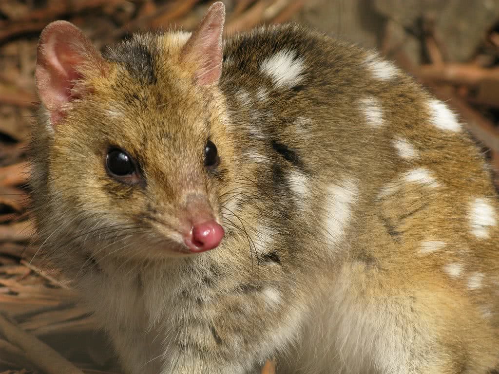 How (And Where) To See The Coolest Native Australian Animals, Eastern Quoll, photo by Sontag, Flickr, Creative Commons 2.0