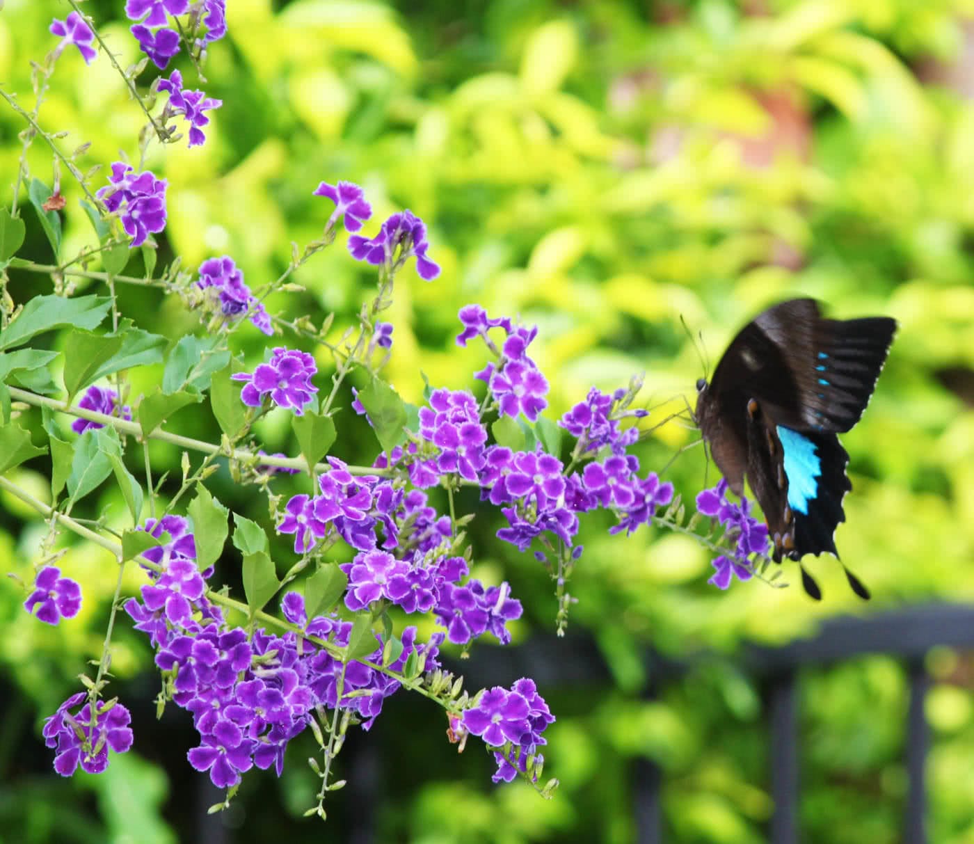 How (And Where) To See The Coolest Native Australian Animals Caitlin Weatherstone ulysses butterfly