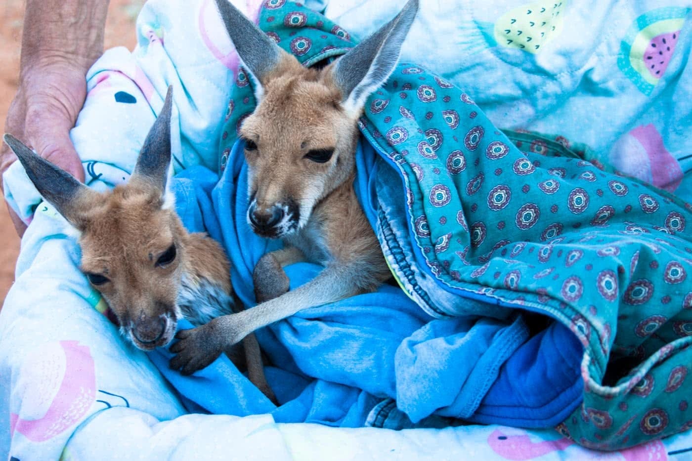 How (And Where) To See The Coolest Native Australian Animals Caitlin Weatherstone red kangaroo