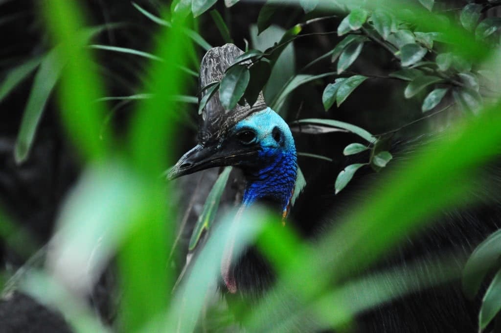 How (And Where) To See The Coolest Native Australian Animals Caitlin Weatherstone Cassowary_Travis Simon_ Attribution 2.0 Generic (CC BY 2.0)