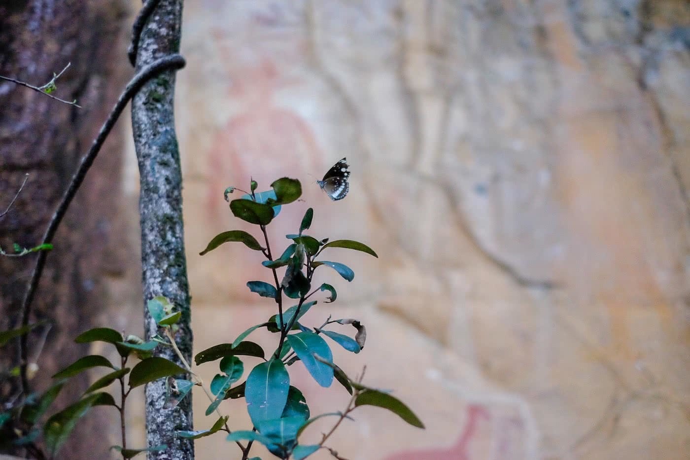 5 Days on the Jatbula Trail (NT) Eliot Duffy macro shot, butterfly
