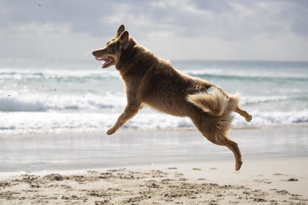 Stunning Coastal Photography From Our Canon Collective Workshops, photo by Chris Sinclair, dog, jump, byron bay