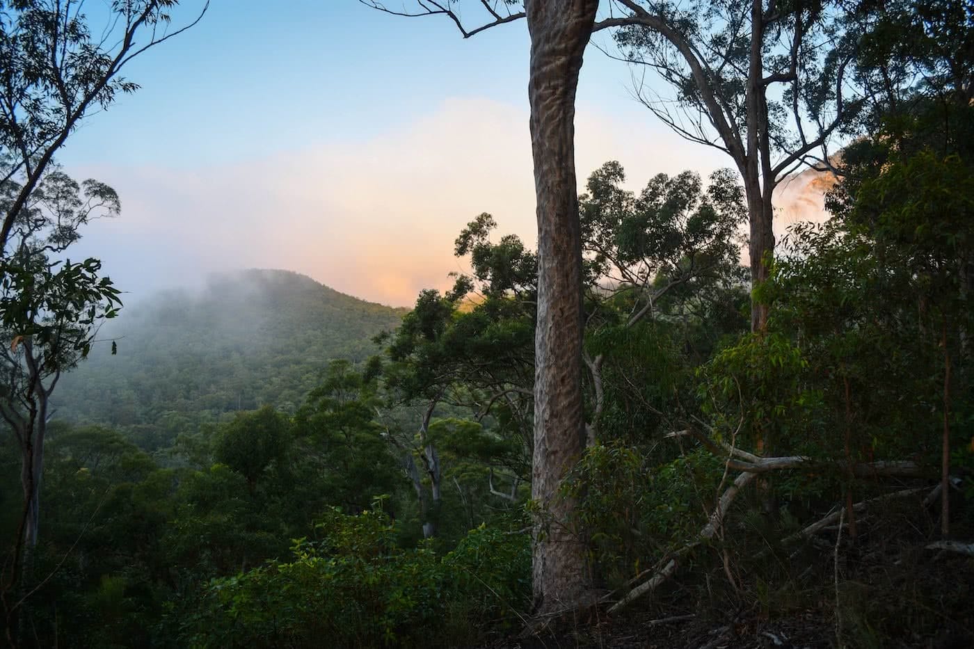 A large tree in a forest