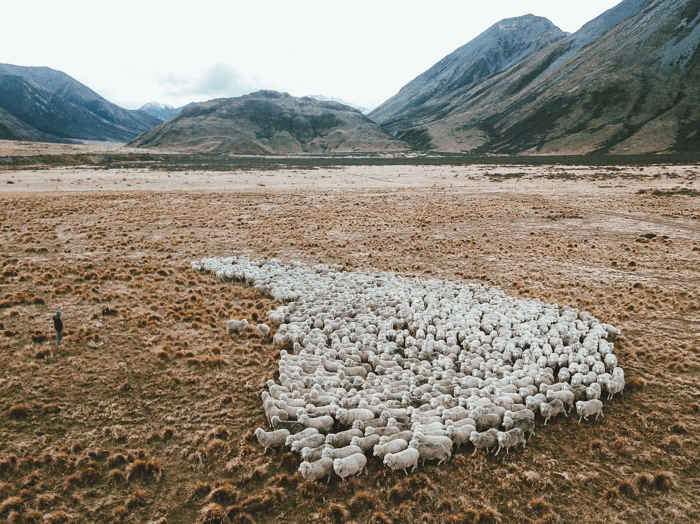 What's Life Like On A Wild South Island Merino Farm?, Photo by Joe Leep, merino, icebreaker, nz, lake heron station, sheep, aerial