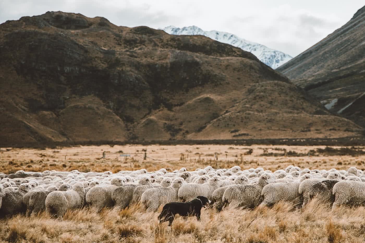 What's Life Like On A Wild South Island Merino Farm?, Photo by Joe Leep, merino, icebreaker, nz, lake heron station, sheep