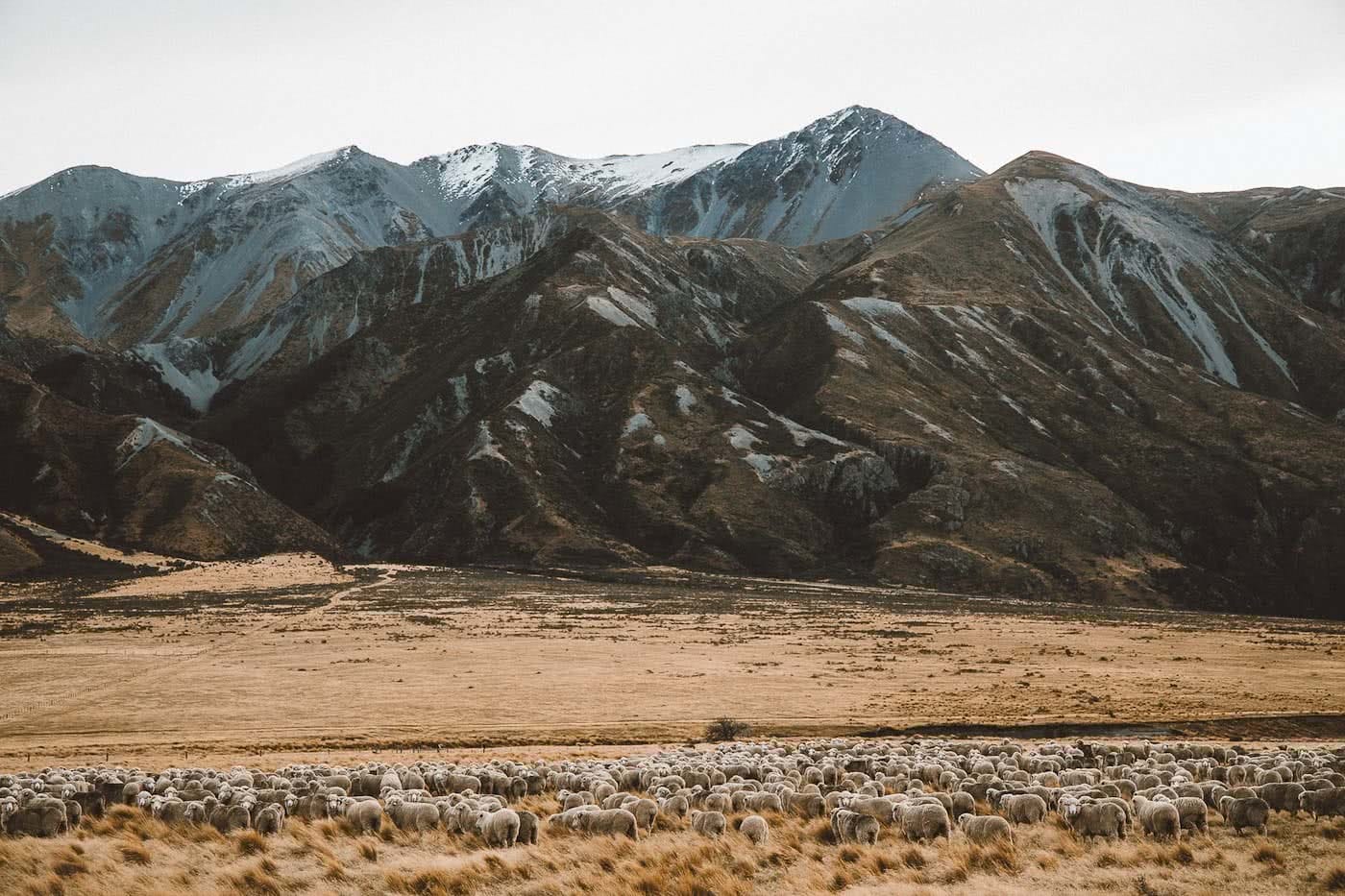 What's Life Like On A Wild South Island Merino Farm?, Photo by Joe Leep, merino, icebreaker, nz, lake heron station, sheep, mountains