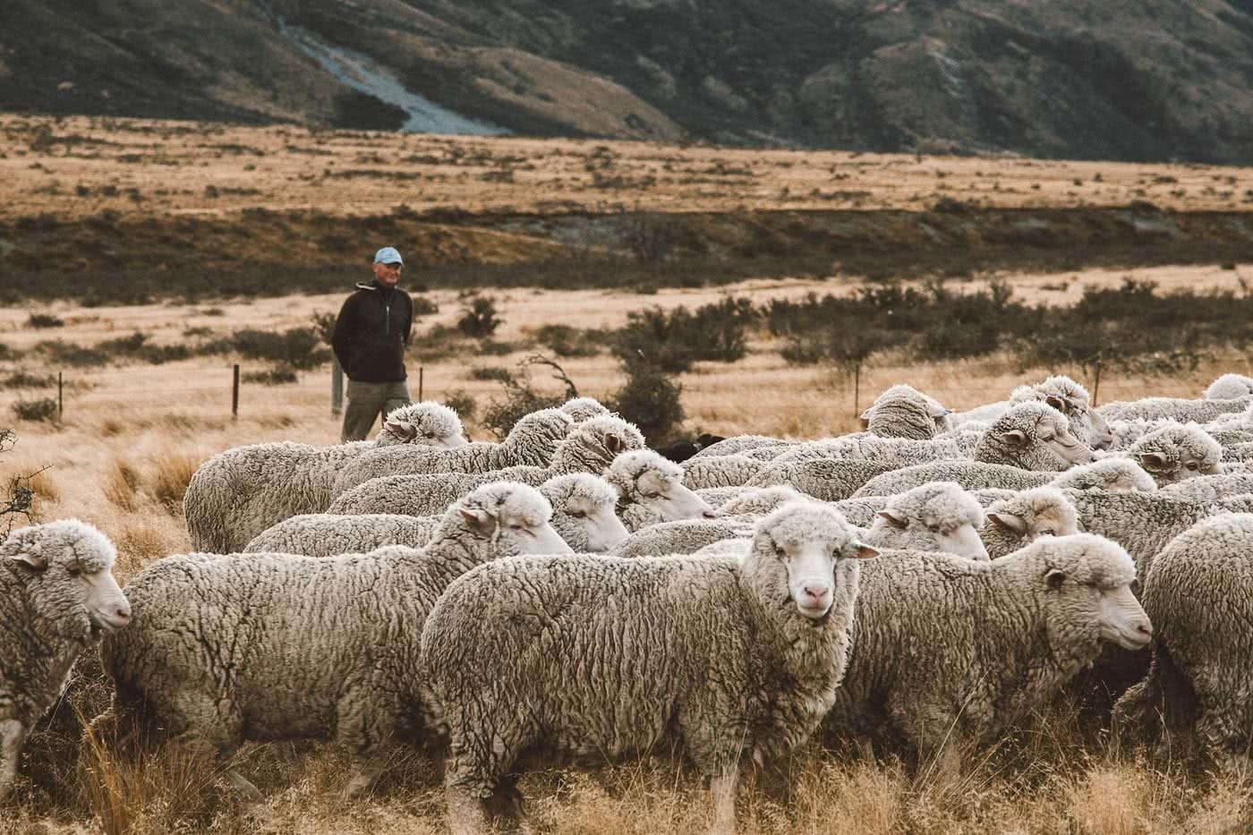 What's Life Like On A Wild South Island Merino Farm?, Photo by Joe Leep, merino, icebreaker, nz, lake heron station, sheep