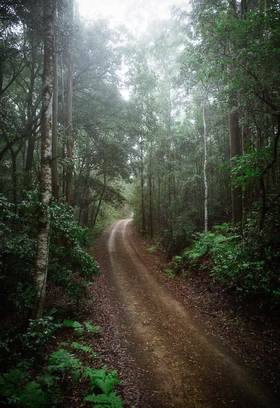 10 Microadventures You Can Do In Dungog, carawirry forest escape