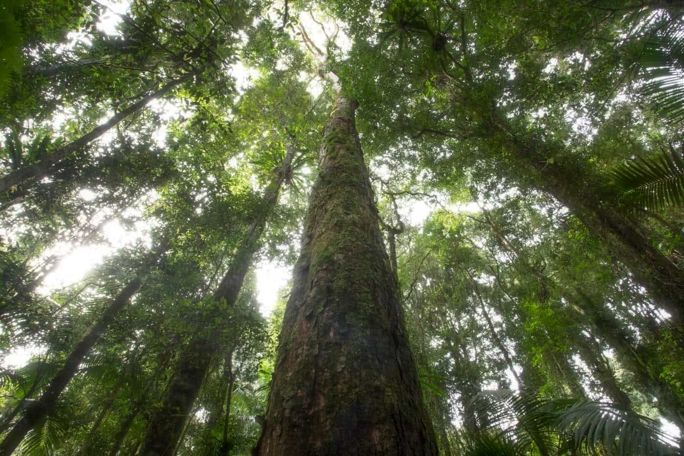A Step Back In Time // Border Ranges National Park (NSW) by Conor Moore Cedar tree